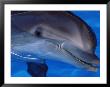 Close-Up Of A Dolphin, Loro Parque, Puerto De La Cruz, Tenerife, Canary Islands, Spain by Marco Simoni Limited Edition Print
