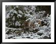 Mountain Lion Stalks Prey In A Snowy Landscape by Jim And Jamie Dutcher Limited Edition Print