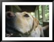 A Close View Of A Yellow Labrador Retriever by Heather Perry Limited Edition Print
