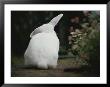 Rear View Of White Rabbit In Garden by Jason Edwards Limited Edition Pricing Art Print