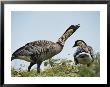 A Pair Of Hawaiian Or Nene Geese by Chris Johns Limited Edition Print