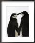 A Pair Of Chin Strap Penguins Rub Beaks by Ralph Lee Hopkins Limited Edition Print