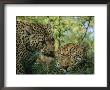 Leopards Nuzzle In The Heat Of The Day by Kim Wolhuter Limited Edition Print