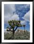 A View Of Joshua Trees And Rock Formations In Joshua Tree National Park by Marc Moritsch Limited Edition Print