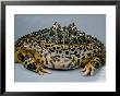 An Ornate Horned Frog by George Grall Limited Edition Pricing Art Print