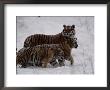 Siberian Tigers (Panthera Tigris Altaica) In The Snow by Michael Nichols Limited Edition Print