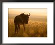 A Blue Wildebeest In A Field At Sunrise (Connochaetes Taurinus) by Roy Toft Limited Edition Print