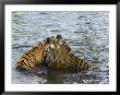 Family Of Indian Tigers, Bandhavgarh National Park, Madhya Pradesh State by Thorsten Milse Limited Edition Print