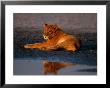 A Female African Lion Has Had Her Fill At A Water Hole by Beverly Joubert Limited Edition Print