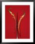 A Red Chili Pepper Sliced In Half by Jan-Peter Westermann Limited Edition Print