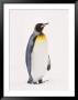 King Penguin, South Georgia Island by Lynn M. Stone Limited Edition Pricing Art Print