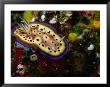 Nudibranchs (Phyllidia Pustulosa) At Dreadlocks, Savusavu, Fiji by Casey Mahaney Limited Edition Print