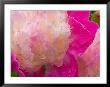 Peony With Raindrops, Olympic Peninsula, Washington, Usa by Darrell Gulin Limited Edition Print