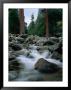 Yosemite Creek, Yosemite National Park, California, Usa by Curtis Martin Limited Edition Print