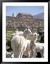 Mother And Baby Alpaca With Catholic Church In The Distance, Village Of Mauque, Chile by Lin Alder Limited Edition Print