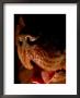 A Close View Of A Dog Panting by Heather Perry Limited Edition Print