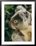 A Captive Northern Koala Bear In Its Rainforest Habitat by Roy Toft Limited Edition Pricing Art Print