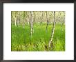 Paper Birch Trees On The Edge Of Great Meadow, Near Sieur De Monts Spring, Acadia National Park by Jerry & Marcy Monkman Limited Edition Print