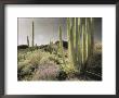 Wildflowers Bloom Among Cactus In A Desert Landscape by Annie Griffiths Belt Limited Edition Print