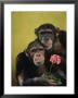 Pair Of Chimpanzee Holding A Flower by Richard Stacks Limited Edition Print