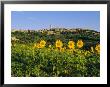 San Gimignano And Field Of Sunflowers, Tuscany, Italy by Bruno Morandi Limited Edition Print