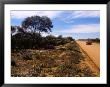 Native Flora By Outback Road At Mt. Magnet, Australia by Diana Mayfield Limited Edition Print