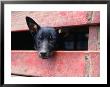 Cattle Dog In Back Of Truck, Victoria, Australia by Phil Weymouth Limited Edition Print