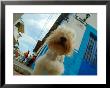 Dog In Zona Centro, Puerto Vallarta, Mexico by Anthony Plummer Limited Edition Print