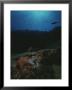 Underwater Scene Of Starfish On Rock by Raul Touzon Limited Edition Print