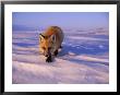An Arctic Fox by Paul Nicklen Limited Edition Pricing Art Print