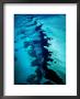 Aerial Of Coral Formations, Shark Bay, Australia by Richard I'anson Limited Edition Print