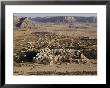 Aerial View Of Shibam With Its Many Mud-Brick Skyscrapers, Some Of Which Are Centuries Old by Thomas J. Abercrombie Limited Edition Print