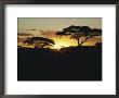 Silhouetted Acacia Trees At Sunset by Kenneth Love Limited Edition Print