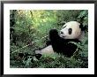 Giant Panda Feeding On Bamboo Leaves by Lynn M. Stone Limited Edition Print