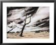 Encroaching Sand Dunes Bury Dead Tree Trunks by Annie Griffiths Belt Limited Edition Print