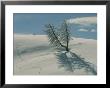Coyote Tracks Near A Frost-Covered Lodgepole Pine by Tom Murphy Limited Edition Pricing Art Print