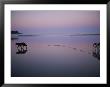 Two Dogs On The Beach At Twilight Walk In Opposite Directions by Joel Sartore Limited Edition Print