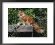 Domestic Cat, Maine Coon Breed, Maine, Usa by Lynn M. Stone Limited Edition Print