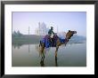 Camel By The Yamuna River With The Taj Mahal Behind, Agra, Uttar Pradesh State, India by Gavin Hellier Limited Edition Pricing Art Print