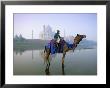 Camel By The Yamuna River With The Taj Mahal Behind, Agra, Uttar Pradesh State, India by Gavin Hellier Limited Edition Print