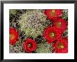 Claret Cup Cactus Flowering On Gooseberry Mesa, Utah, Usa by Chuck Haney Limited Edition Print