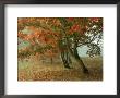 Japanese Maple, November, Uk by Ian West Limited Edition Pricing Art Print