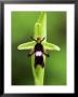 Fly Orchid, Close Up Of Flower That Mimics A Fly, Uk by David Clapp Limited Edition Print