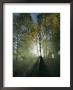 Horseback Riders In Morning Haze Of Aspen Forest, Zion National Park, Utah by Sam Abell Limited Edition Print