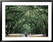 Women Walking Under Oak Trees With Moss, Live Oak Avenue, Wormsloe Historic Site, Savannah, Usa by Jeff Greenberg Limited Edition Print