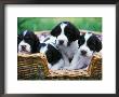 English Springer Spaniel by Adriano Bacchella Limited Edition Print