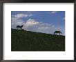 Two Wild Horses Are Silhouetted By The Setting Sun by Raymond Gehman Limited Edition Pricing Art Print