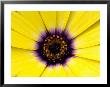 Close View Of Osteospermum Flower In Bloom, Groton, Connecticut by Todd Gipstein Limited Edition Print