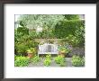 Wooden Bench Below Pyrus Salicifolia With Alchemilla Mollis Growing In The Paving, Worcester by Mark Bolton Limited Edition Print