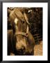 Close-Up Of Horse, Dry Creek Valley, Ca by Jacque Denzer Parker Limited Edition Print